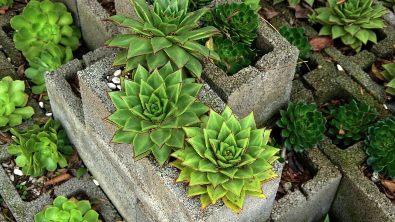 Cinder Blocks Get a Bad Rap, but They're Actually an Amazing Container Garden Alternative – And They Cost Less Than $3! – Cinder Blocks for Container Gardens