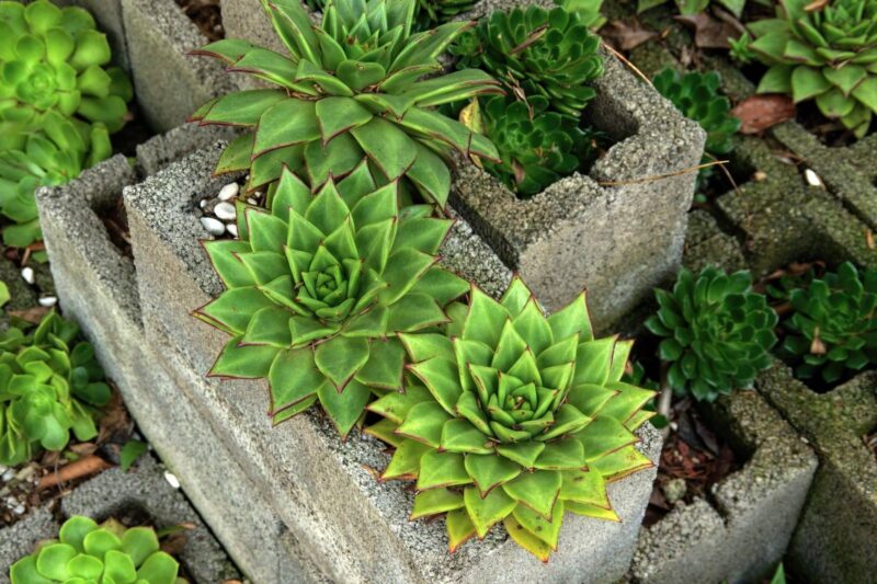 Cinder Blocks Get a Bad Rap, but They're Actually an Amazing Container Garden Alternative – And They Cost Less Than $3! – Cinder Blocks for Container Gardens