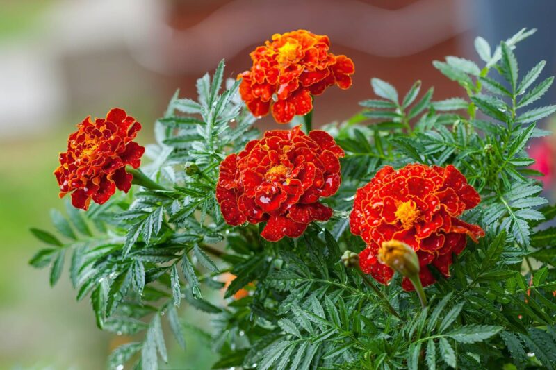 Deter Wasps with Plants: 6 Effective Ones to Repel Them