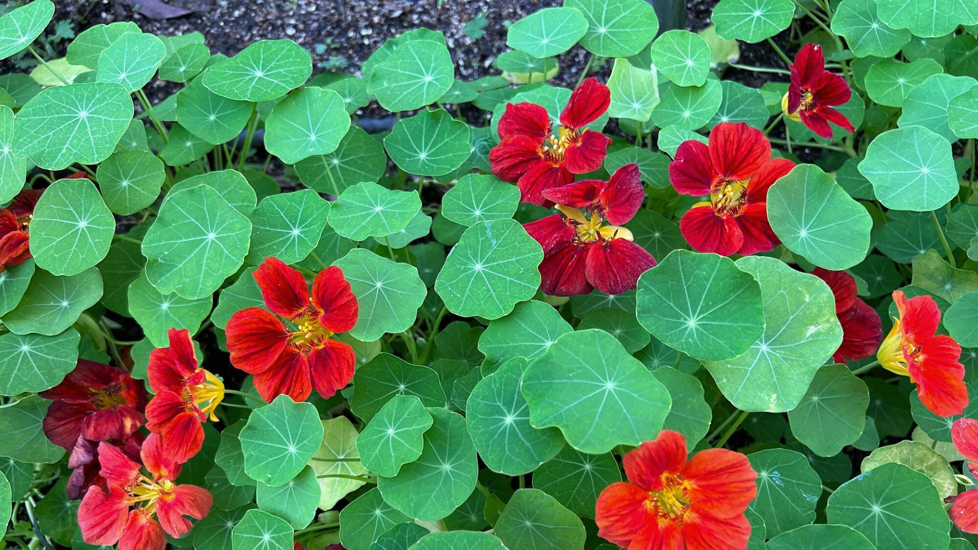 Don't Leave an Old Wasp Nest Spot Empty – Hang These 6 Plants To Stop Them Coming Back