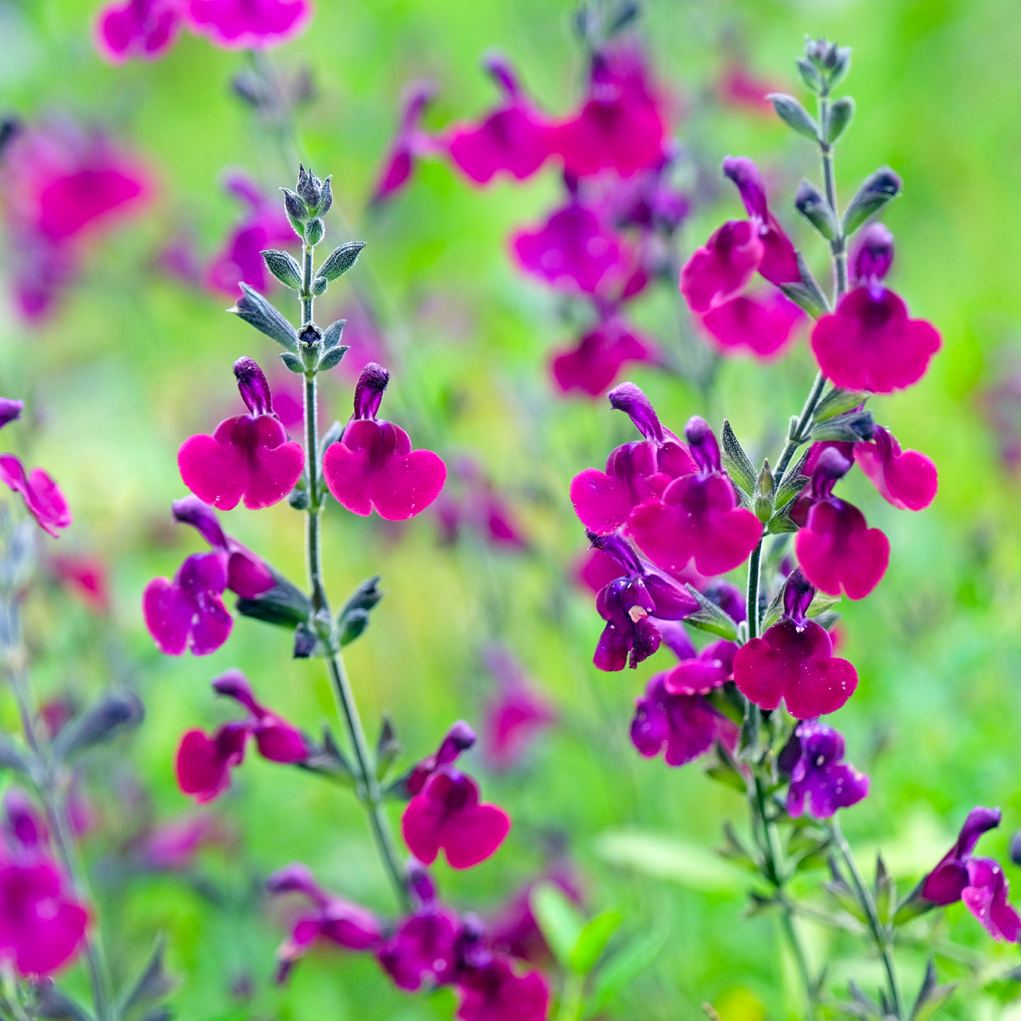 Don't Leave an Old Wasp Nest Spot Empty – Hang These 6 Plants To Stop Them Coming Back