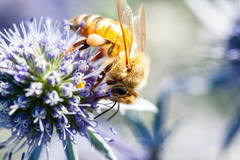 Pollinator Plants for Bees, Butterflies, and More