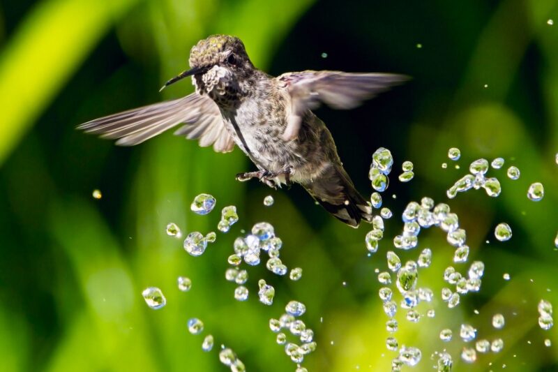 Surviving Hummingbird Migration: The Essential $20 Garden Item for Survival
