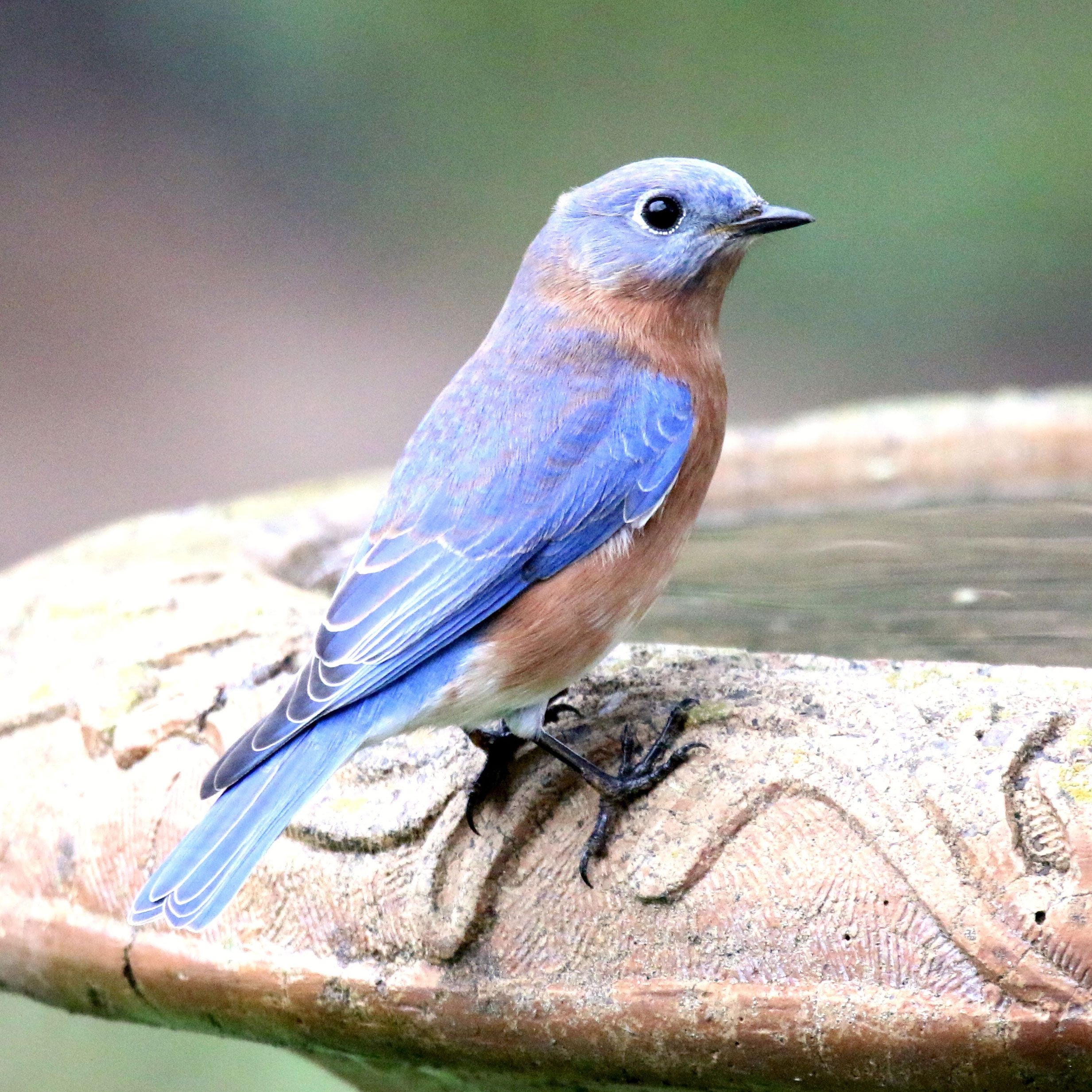 This $20 Garden Item Will Help Hummingbirds Survive the Great Migration