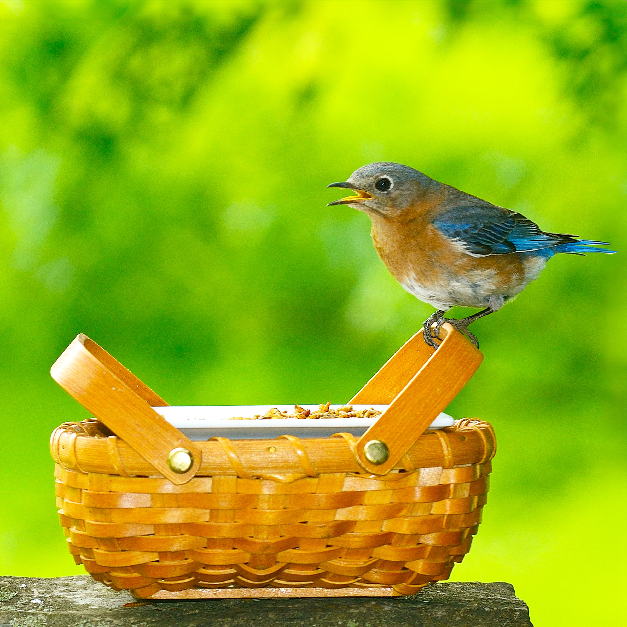 This $20 Garden Item Will Help Hummingbirds Survive the Great Migration