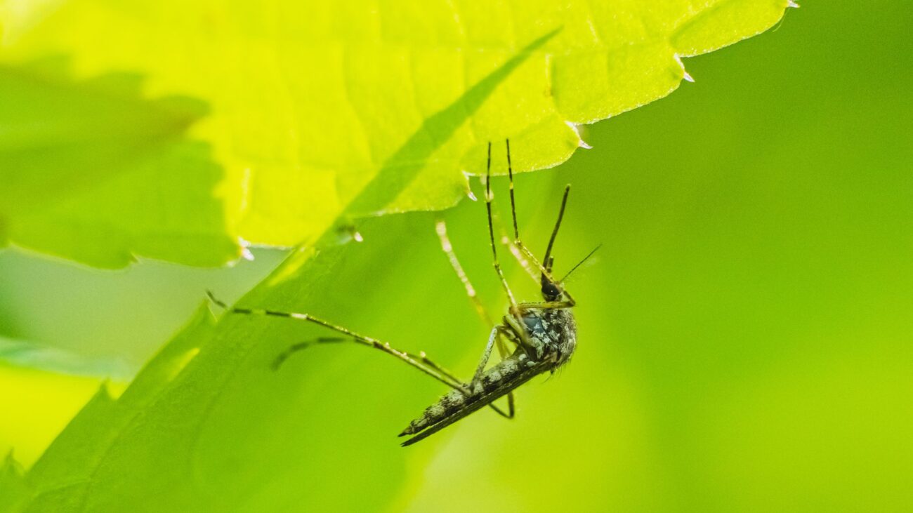 Mosquitoes Love Hiding in These 6 Types of Plants During Summer Heat – How to Keep Your Yard Bug-Free If You Already Grow Them – mosquitoes hiding in plants