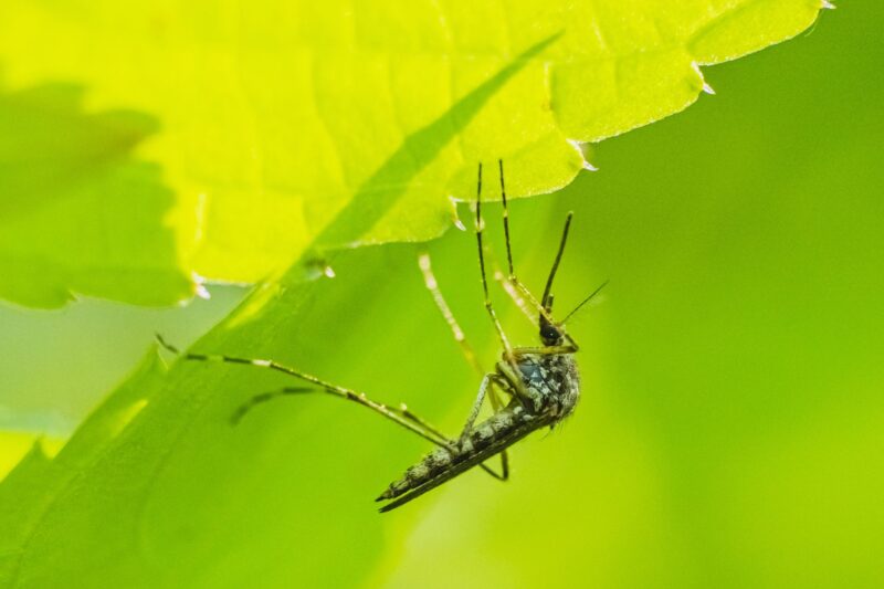 Mosquitoes Hiding in Plants: 6 Types to Watch Out For