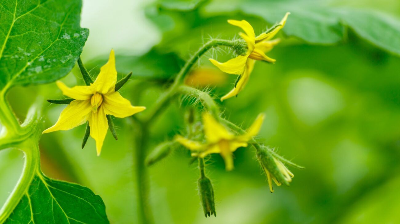 Tomatoes Still Have Flowers, But No Fruit? What to Do Before the Season Runs Out – tomatoes with flowers but
