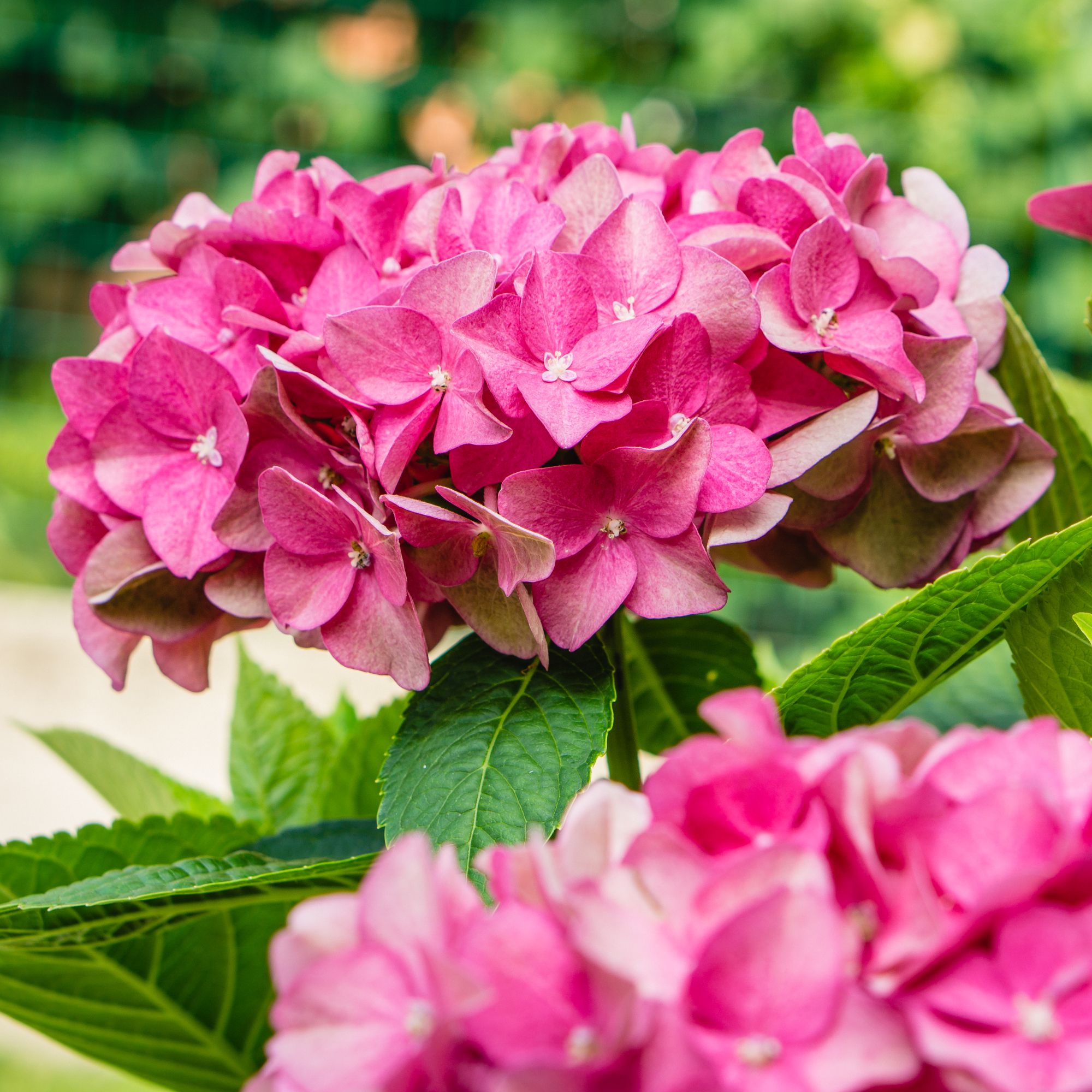 Tomatoes Still Have Flowers, But No Fruit? What to Do Before the Season Runs Out