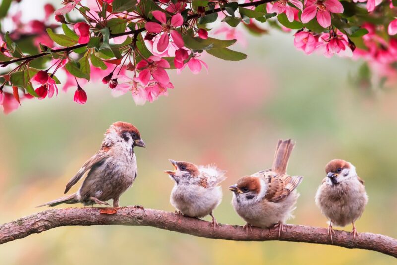 Upgrade Your Bird Bath with a Waiting Branch for Optimal Hydration