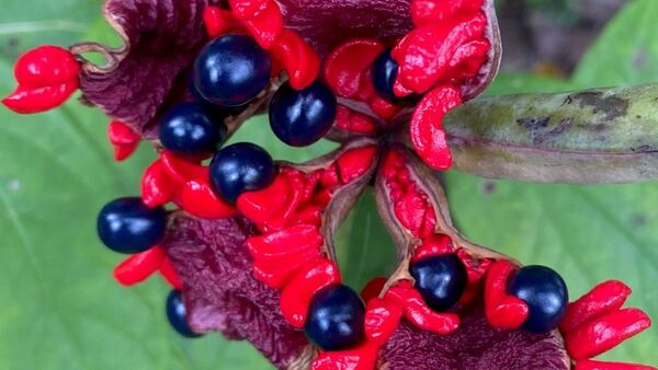 Seasonal Highlights from Wendy’s Pennsylvania Garden, Part 1