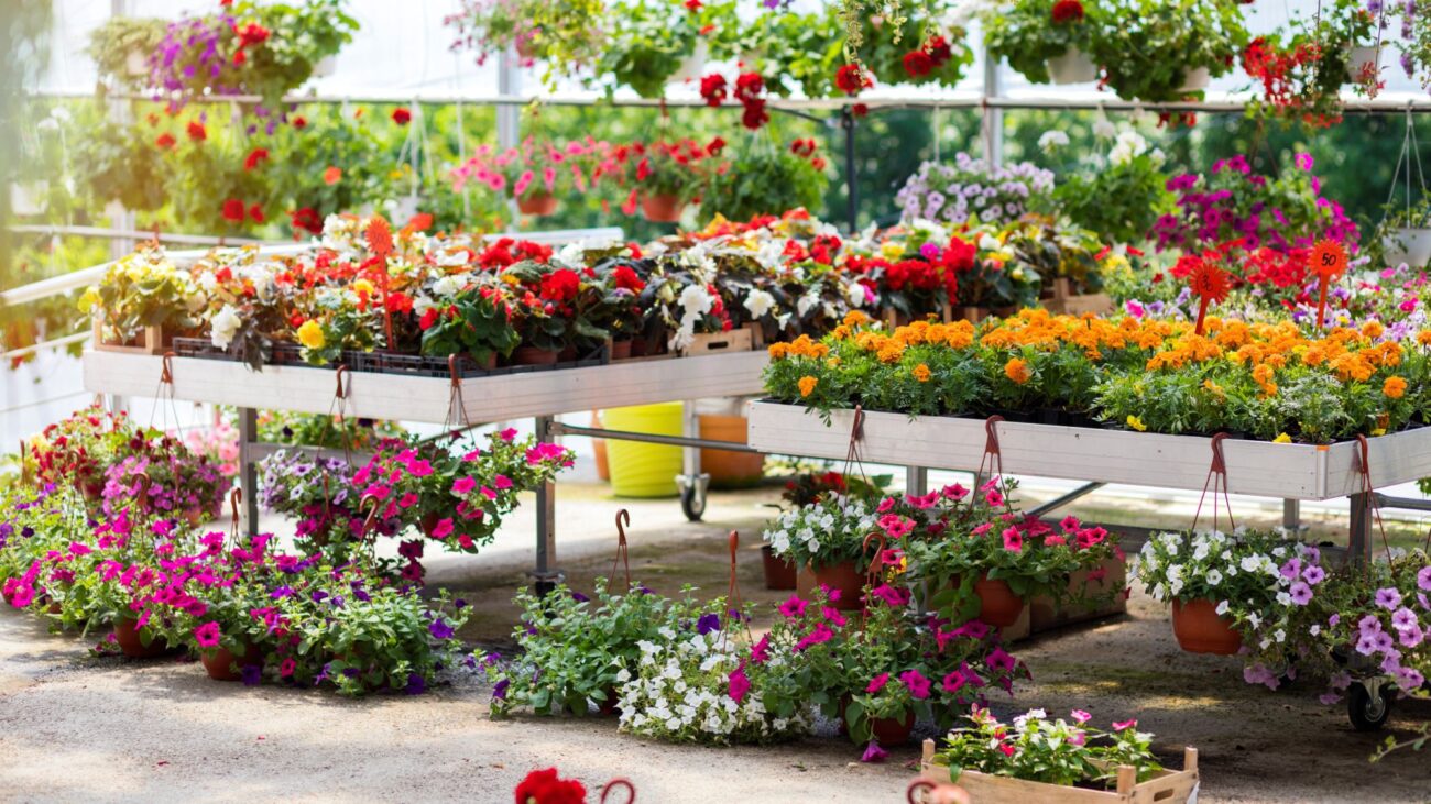 Former Garden Center Manager Reveals the Best Time to Buy Plants for the Biggest Deals at the Nursery – best time to buy