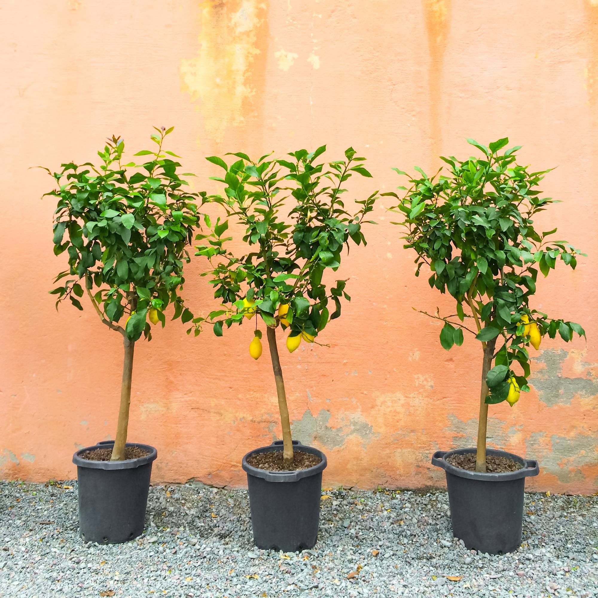 Former Garden Center Manager Reveals the Best Time to Buy Plants for the Biggest Deals at the Nursery
