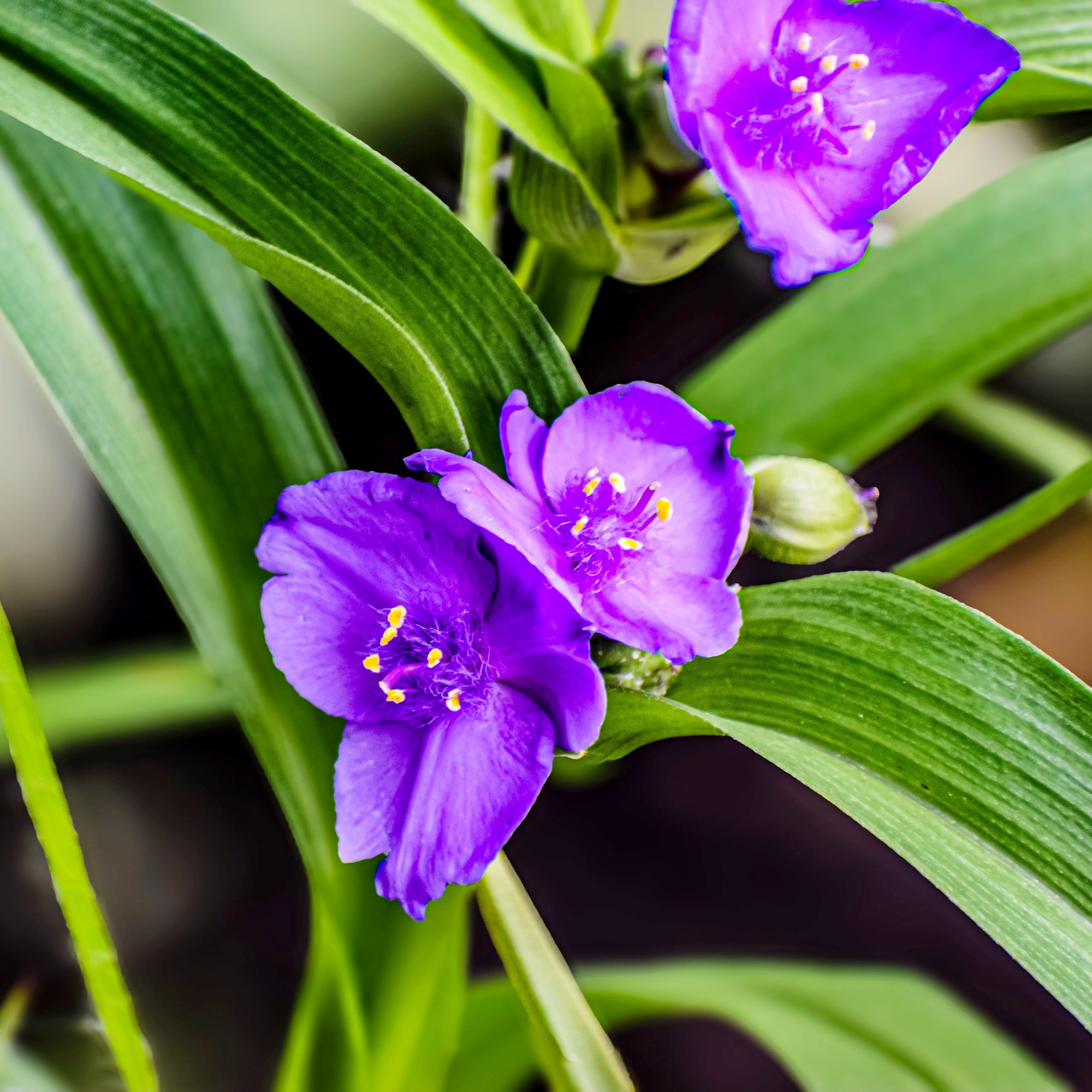 Former Garden Center Manager Reveals the Best Time to Buy Plants for the Biggest Deals at the Nursery