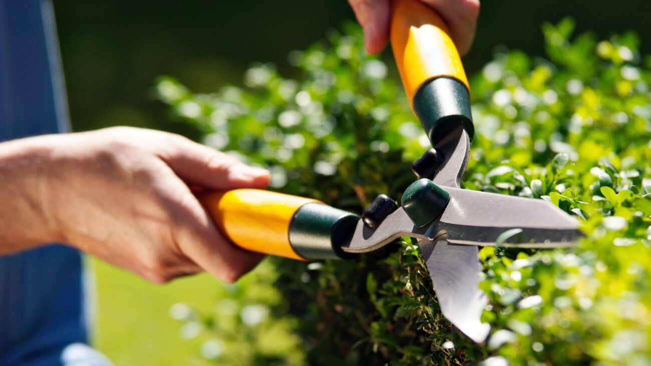 Treat Your Garden to These Amazon Prime Day Deals – Our Favorite Gardening Tools and Treasures that Just Had Prices Slashed – Amazon Prime Day deals