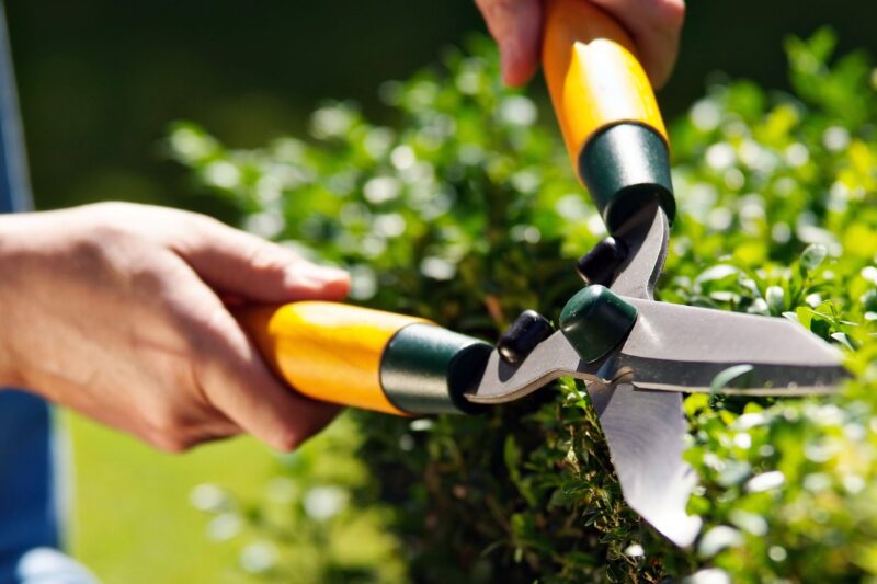 Treat Your Garden to These Amazon Prime Day Deals – Our Favorite Gardening Tools and Treasures that Just Had Prices Slashed – Amazon Prime Day deals